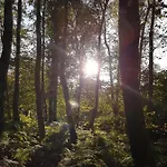 Sonnenstrahl Im Kuestenwald *