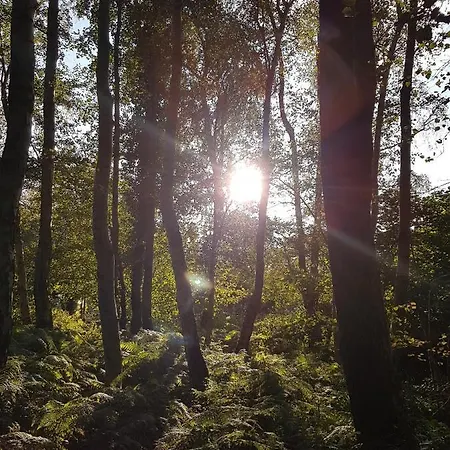 Sonnenstrahl Im Kuestenwald *