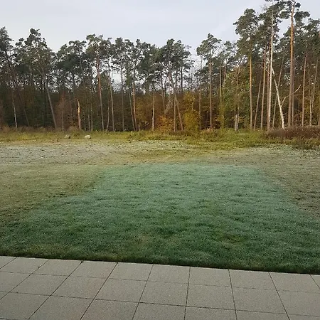 Sonnenstrahl Im Kuestenwald Gelbensande