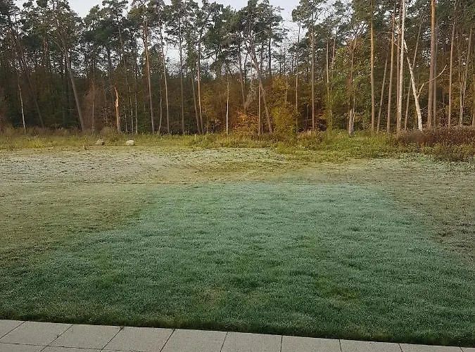 Sonnenstrahl Im Kuestenwald Gelbensande